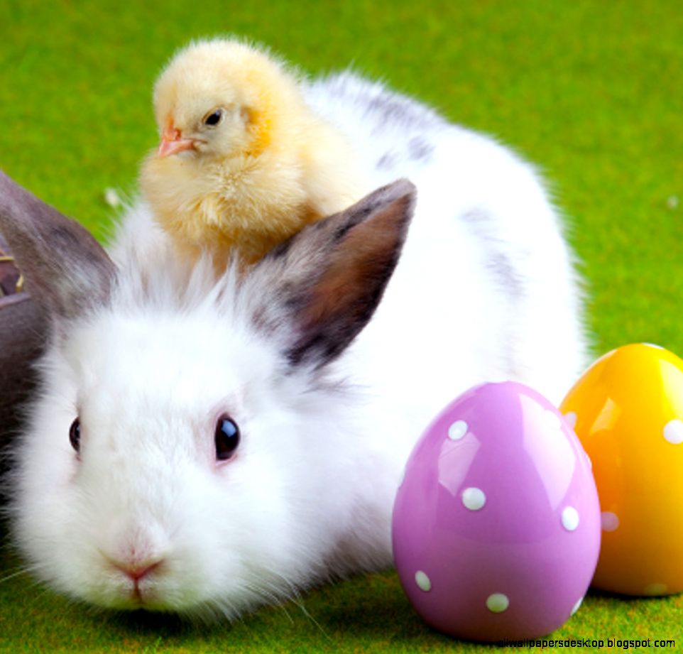 Easter White Rabbit Wallpaper All Wallpapers Desktop