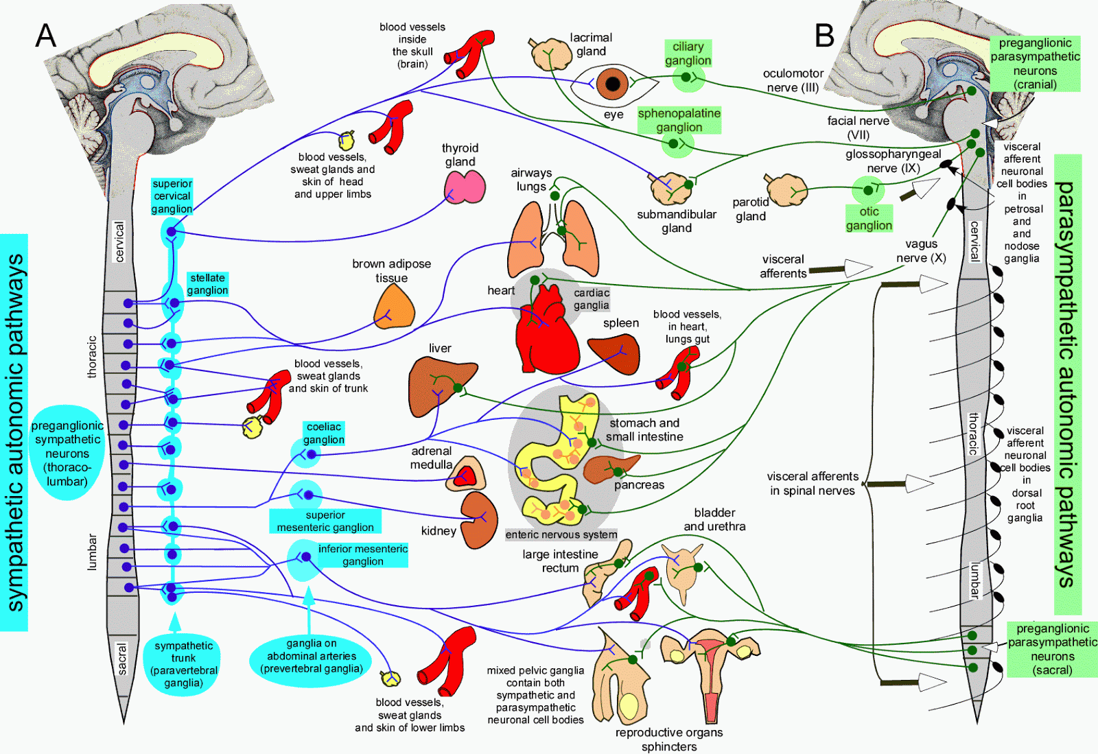 effector organs of the somatic nervous system are effector organs of the somatic nervous system are