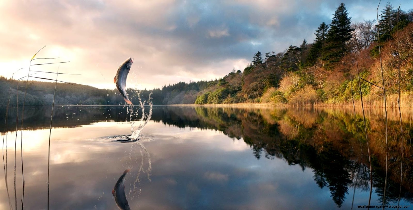 8 Fly Fishing Wallpapers for Desktop PC 244 Fishermen Beside 8 Fly Fishing Wallpapers for Desktop PC 244 Fishermen Beside