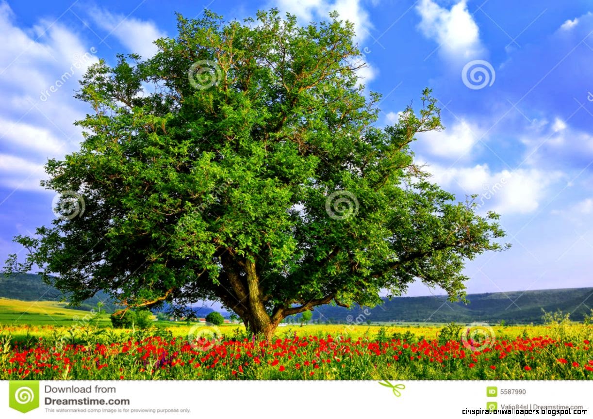 Poppy39s Field Blue Sky And Big Green Tree 2 Stock Photo Image Poppy39s Field Blue Sky And Big Green Tree 2 Stock Photo Image