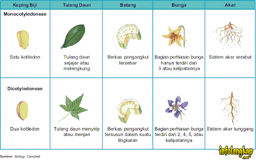 Monokotil dan Dikotil – Batang, Bunga, Akar, Daun, Contoh