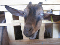 A Provençale goat producer of milk for the famous Banon cheese