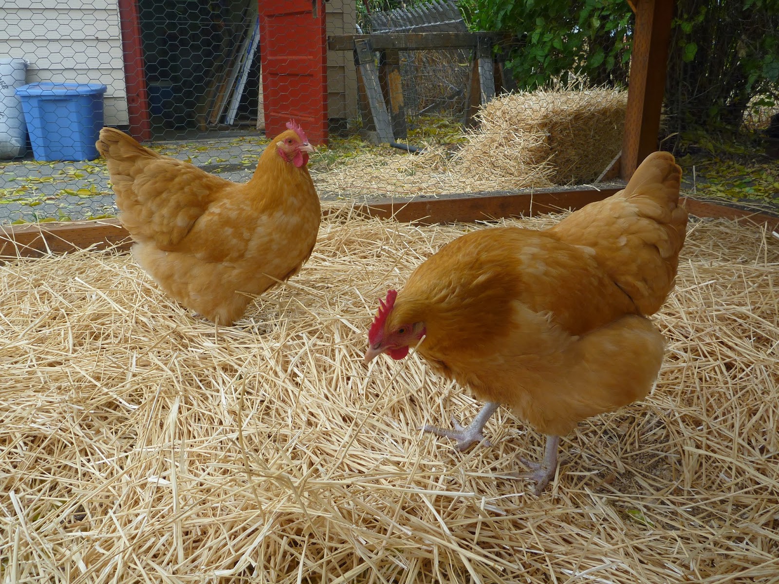 The Browning Homestead at Red Fox Farm Homestead Chickens 101