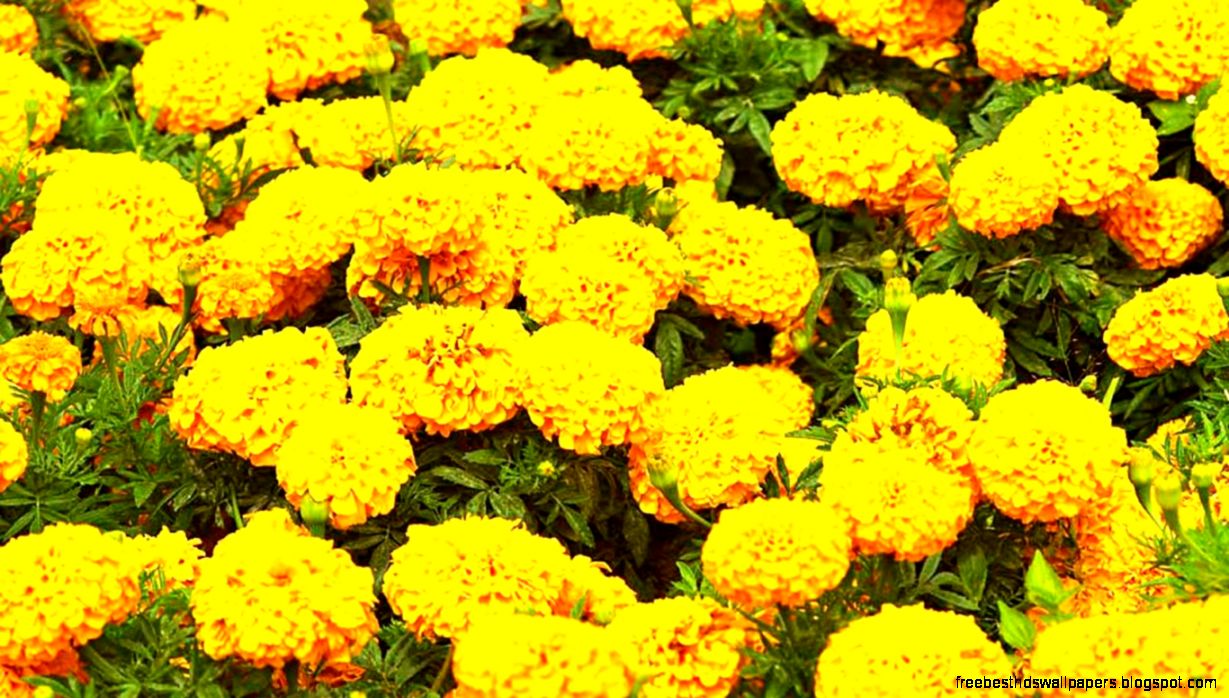 Marigold Flower Garden Wallpapers Hd – wallpapers is Marigold Flower Garden Wallpapers Hd – wallpapers is