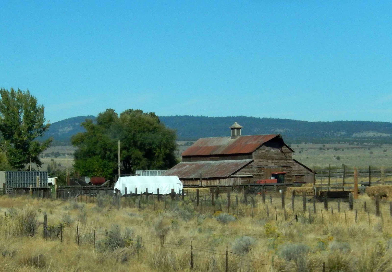 Cat Patches John Day, Oregon, to Home