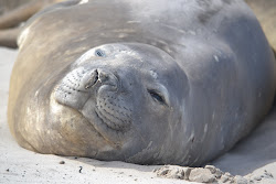 Female Elephant seal