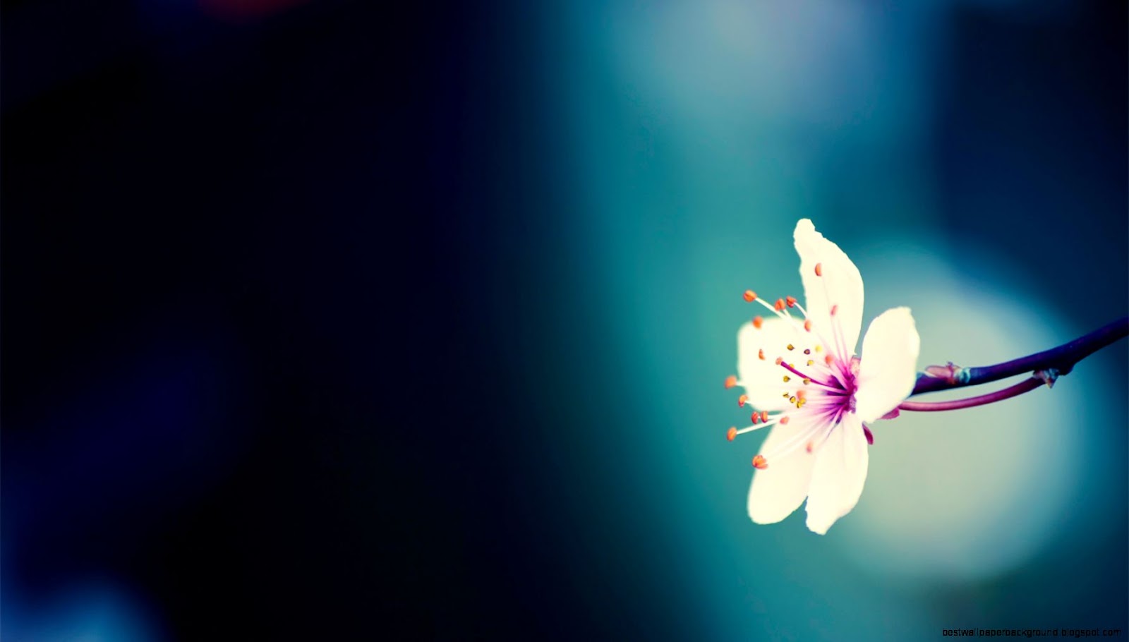 Spring Flower Desktop Background