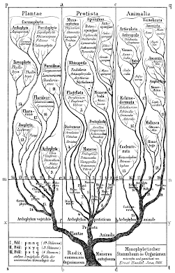 Haeckel's First Tree of Life in General Morphologie by organism 1866