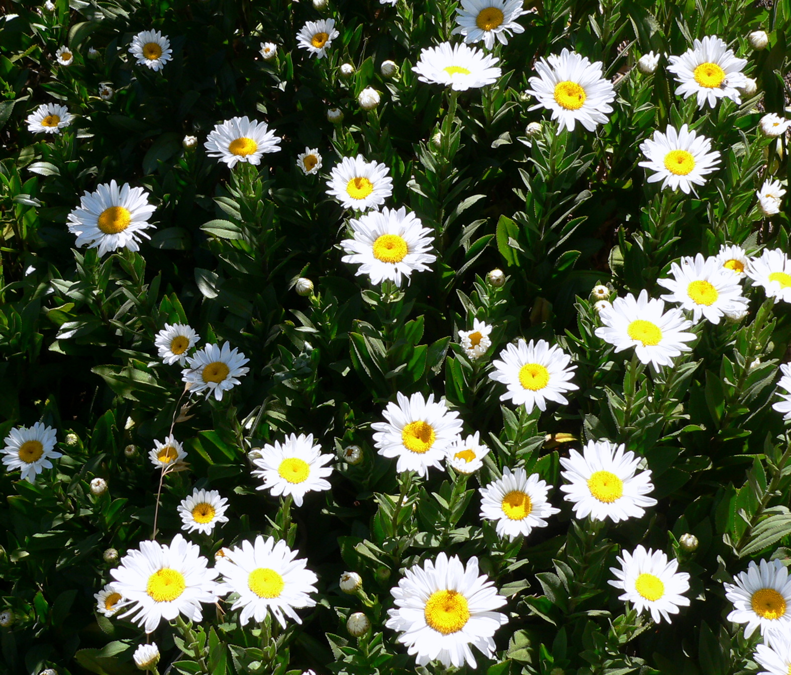 Aggregata Plants & Gardens Shasta daisies flowering at long last