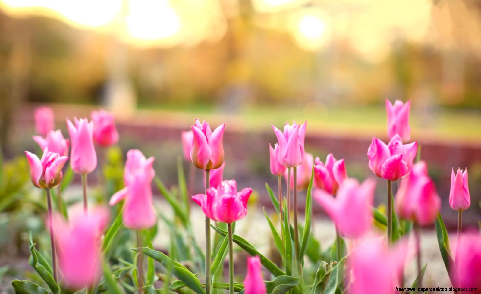Spring Flowers Pink Tulips Nature Bokeh HD Wallpaper FreeWallsUp Spring Flowers Pink Tulips Nature Bokeh HD Wallpaper FreeWallsUp