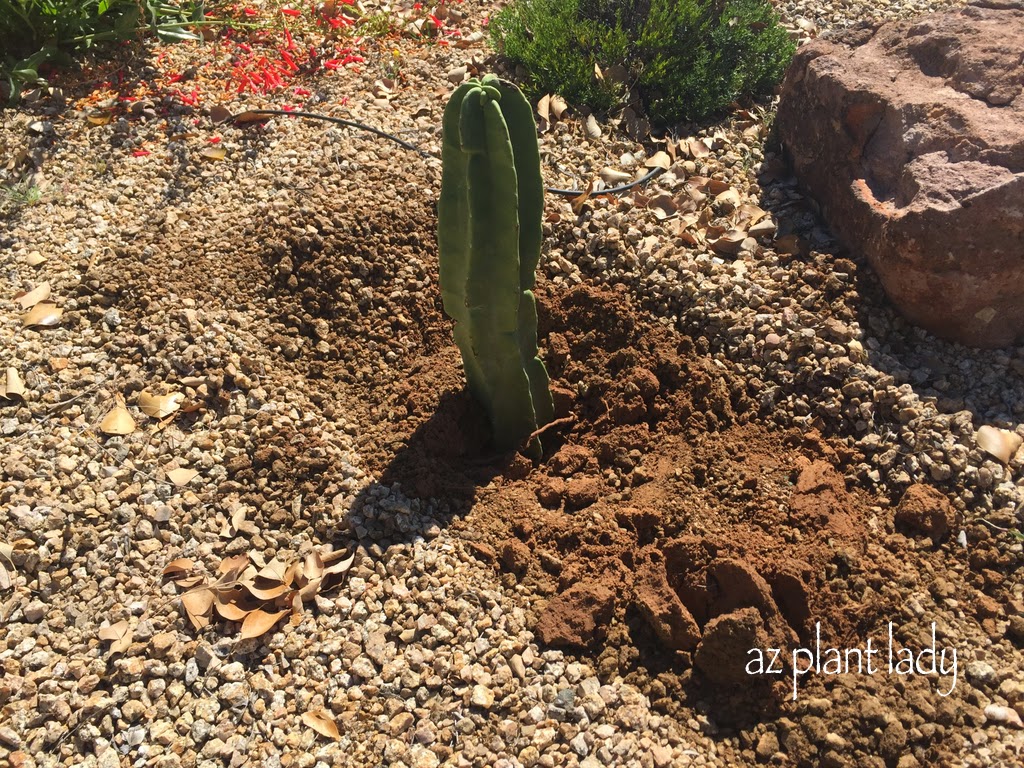 RAMBLINGS FROM A DESERT GARDEN&hellip;. A New Cactus Cutting