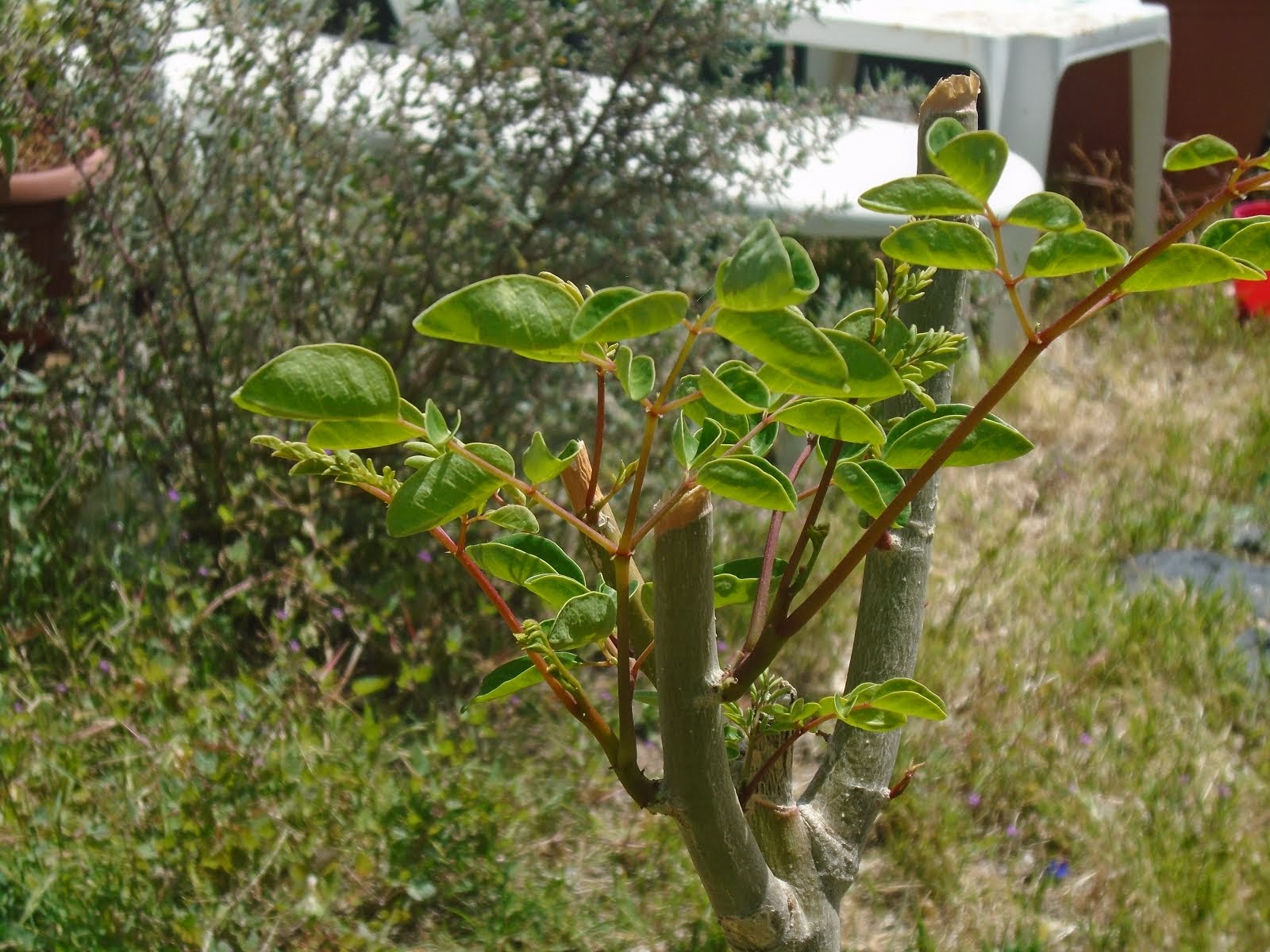 GRACIAn/s MORINGA