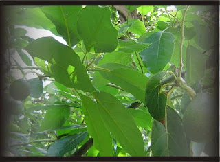 Daun Alpukat