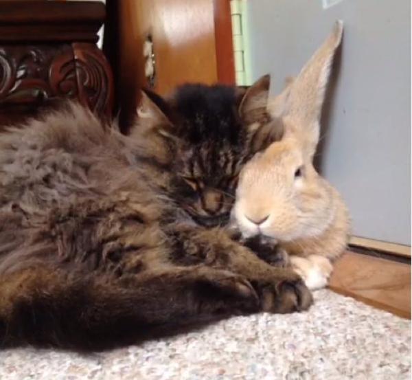 Кошка Бетти и кролик Люк
