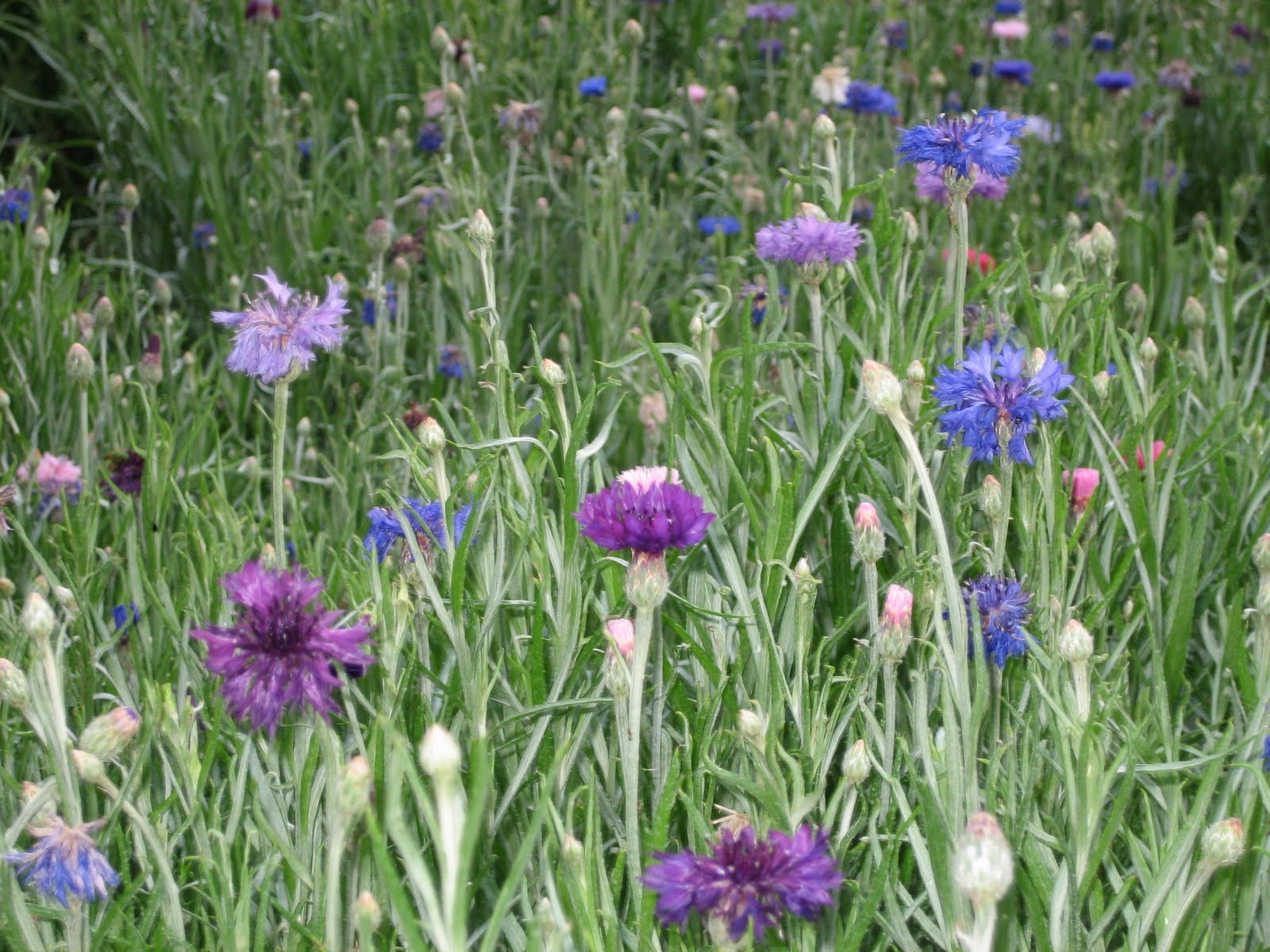 Lisa Bonassin's Garden What's Blooming Now Cornflowers 04/22/2010