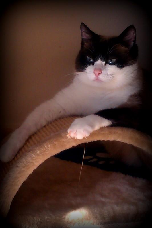 Montsegat Centro De Adopciones Global Defensa Gats Monistrol De Montserrat Gata X Siamesa En Adopcion Barcelona