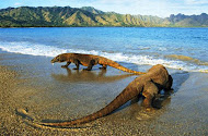 Taman Nasional Komodo Nusa Tenggara