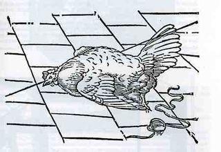 hypnotize a chicken by drawing a chalk line hypnotize a chicken by drawing a chalk line