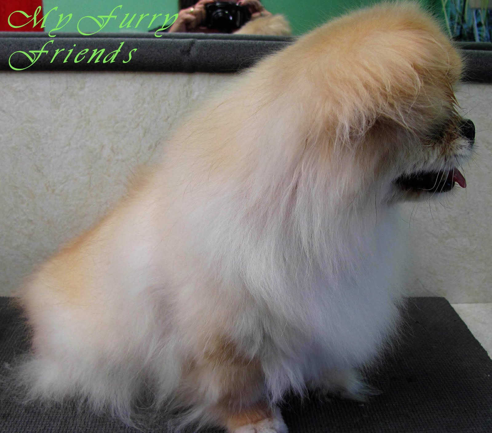 Pet Grooming The Good The Bad The Furry Grooming A Pekingese