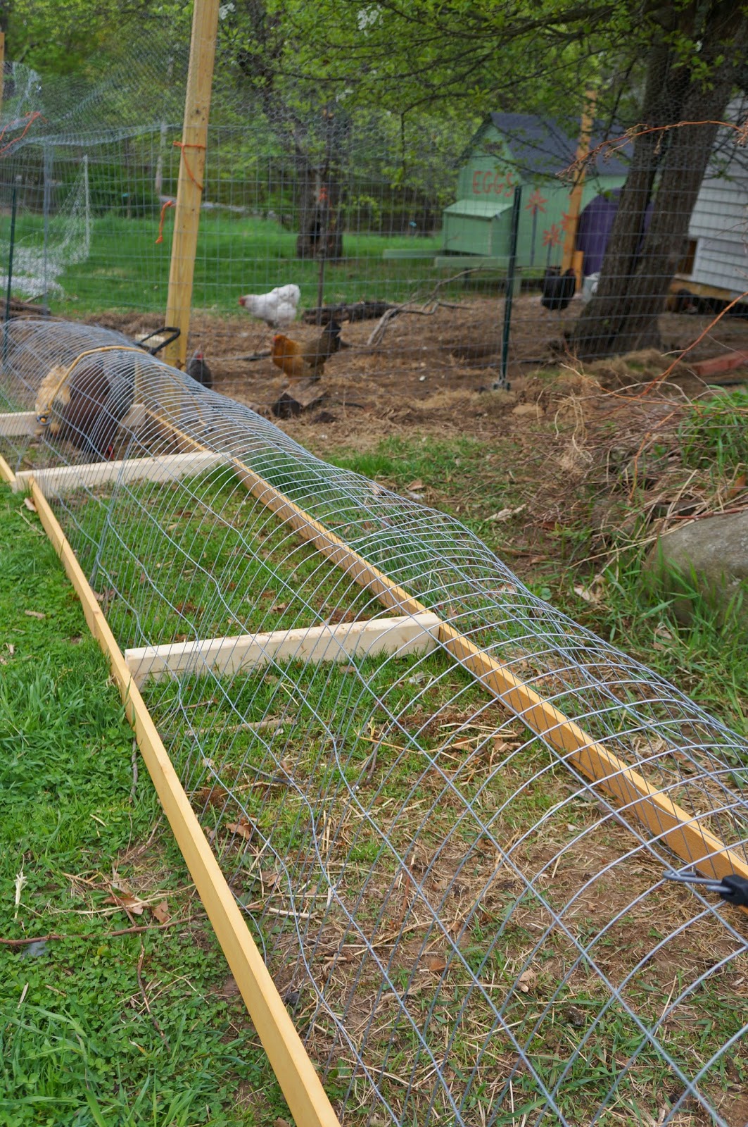 The Backyard Farming Connection Garden Update Chicken tunnels