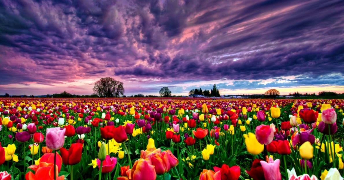 Tulip Fields Wallpaper Zoom Wallpapers