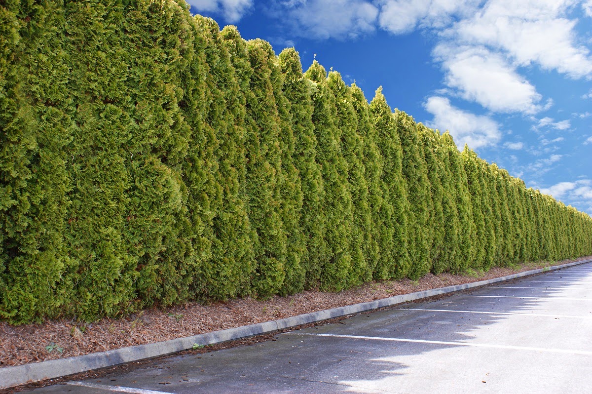 Cedar Hedges & Landscaping Gatineau & Aylmer