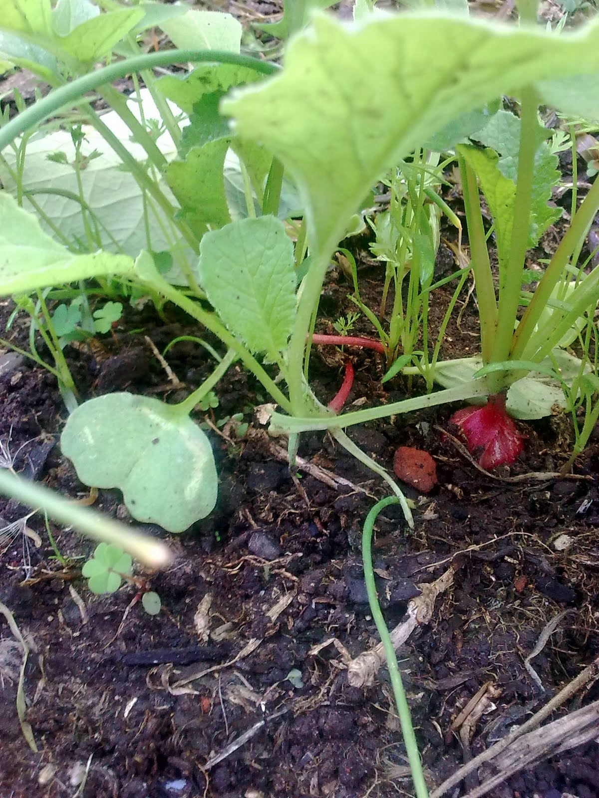 companion planting organic gardening green finger tips companion planting organic gardening green finger tips