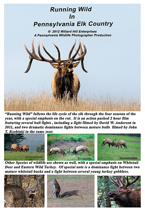 Pennsylvania Wildlife Photographer Elk Films Dvds And Books To Be Available At Elk Expo Artisans To Appear