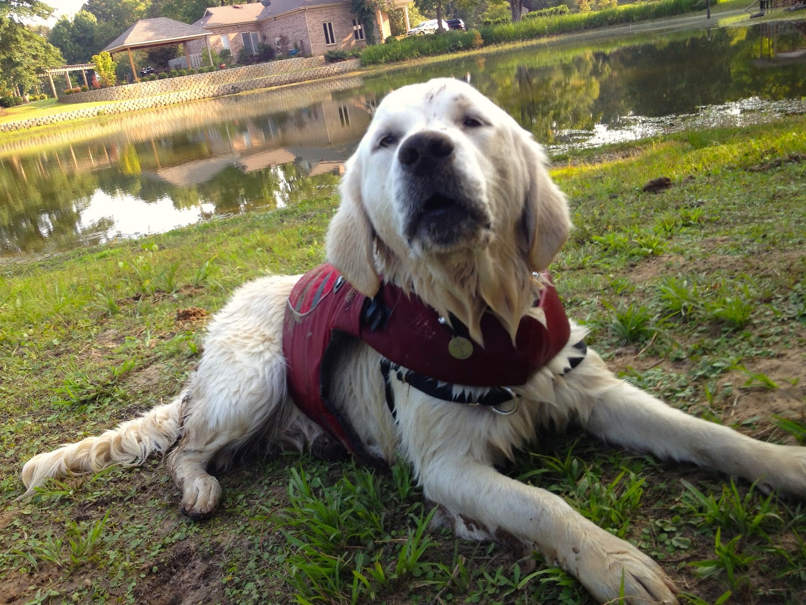 Snakebite! Shai & Rani Encounter With a Cottonmouth Water Moccasin