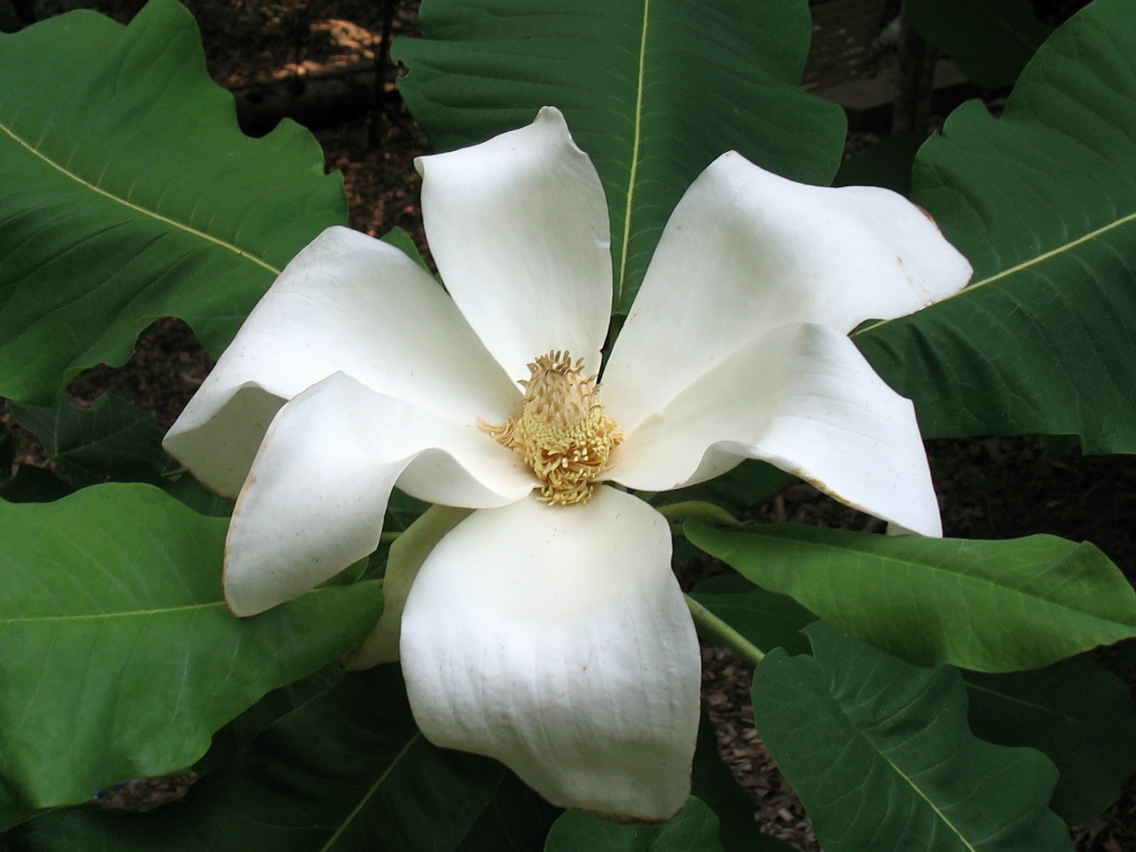 Using Native Plants Magnolias, Southern Style