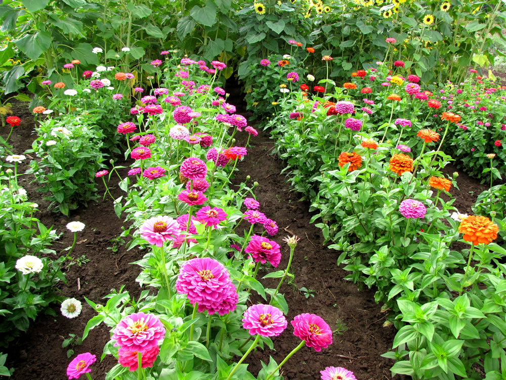 Bulbs & Blooms The Year of the Zinnia