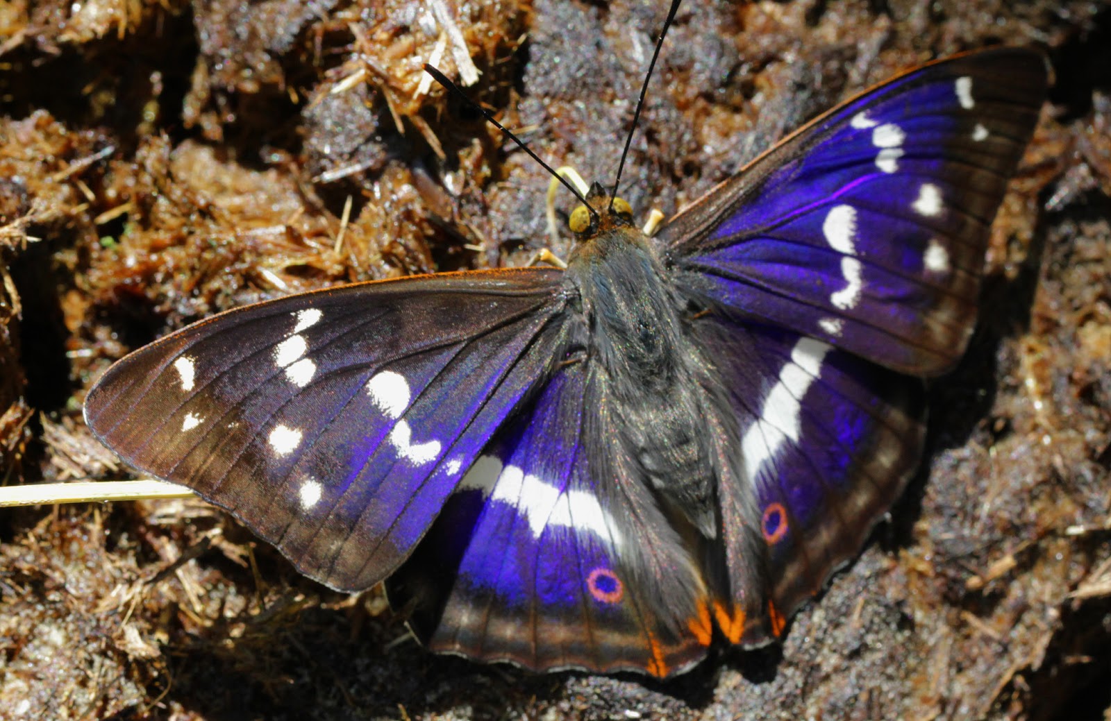 Bobs Butterfly And Bird Blog Purple Empress Impresses