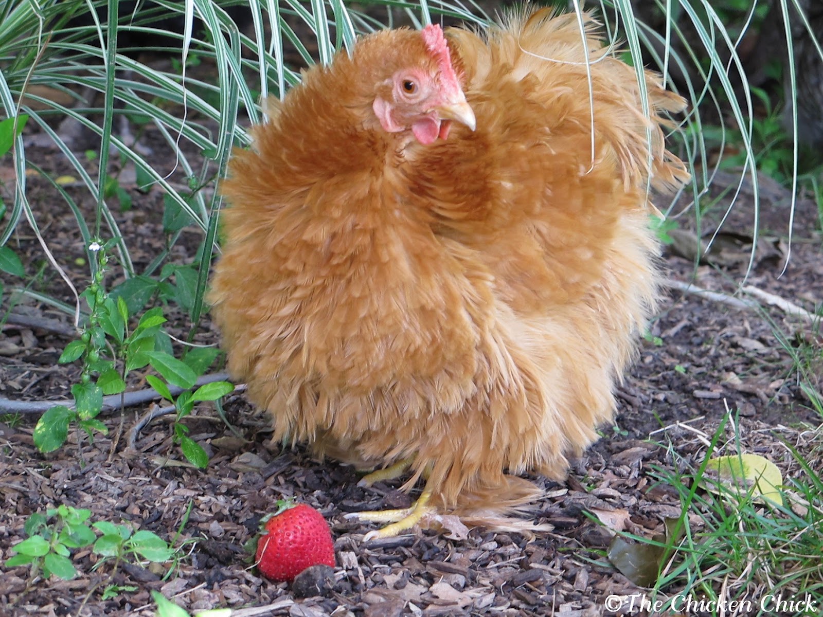 Genetically Mutated Chickens
