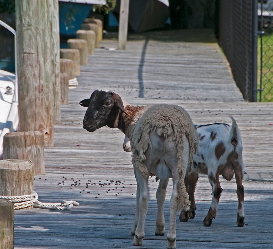 goat and lamb