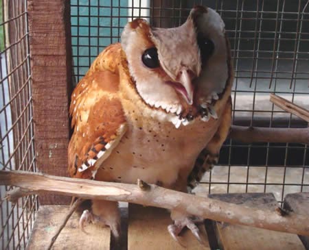 Harga Burung Hantu Drh Fira Sovica