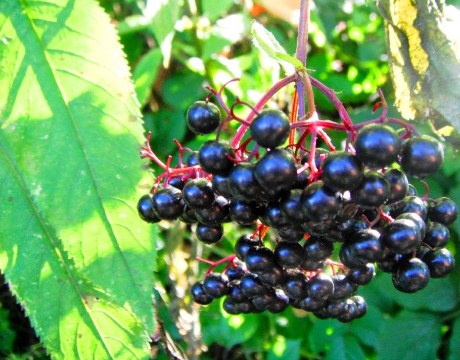 Kozimo Kara Murver Ve Sambucol Black Elderberry Extract Surup