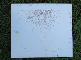 varroa mites, the bee destroyer, oxalic acid, mite eradicator