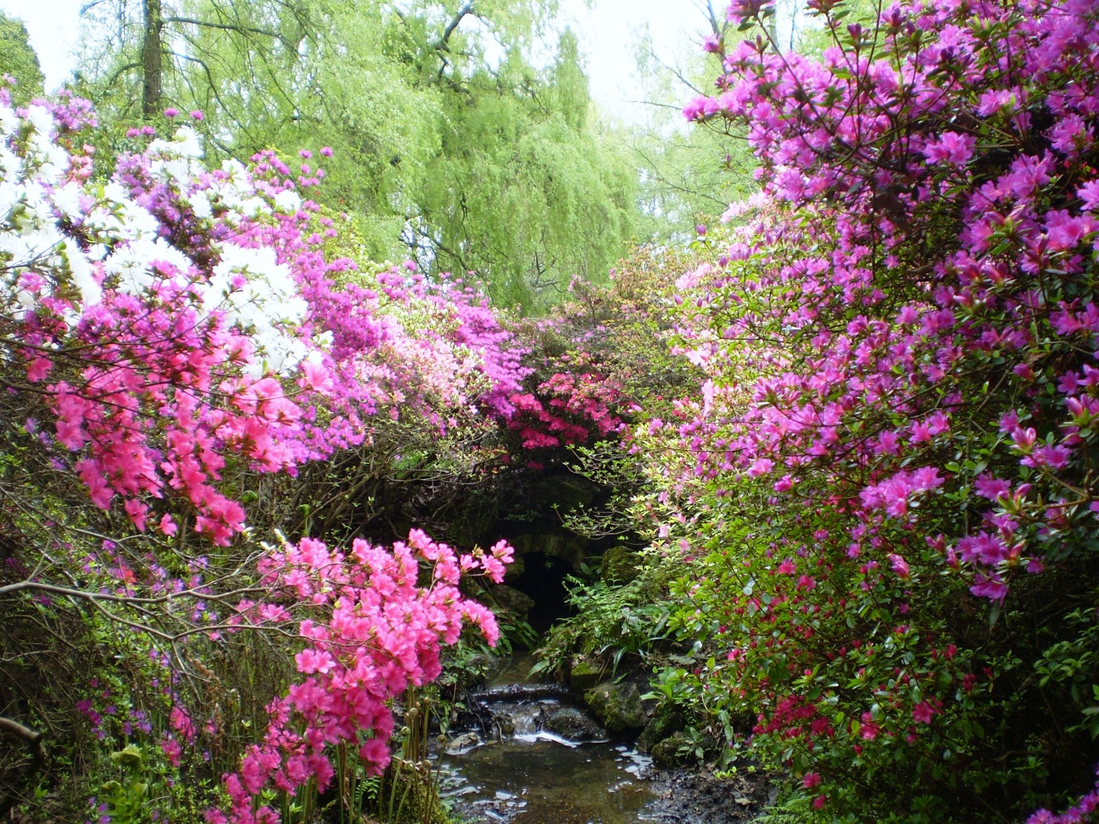 Fernando Ruz Isabella Plantation