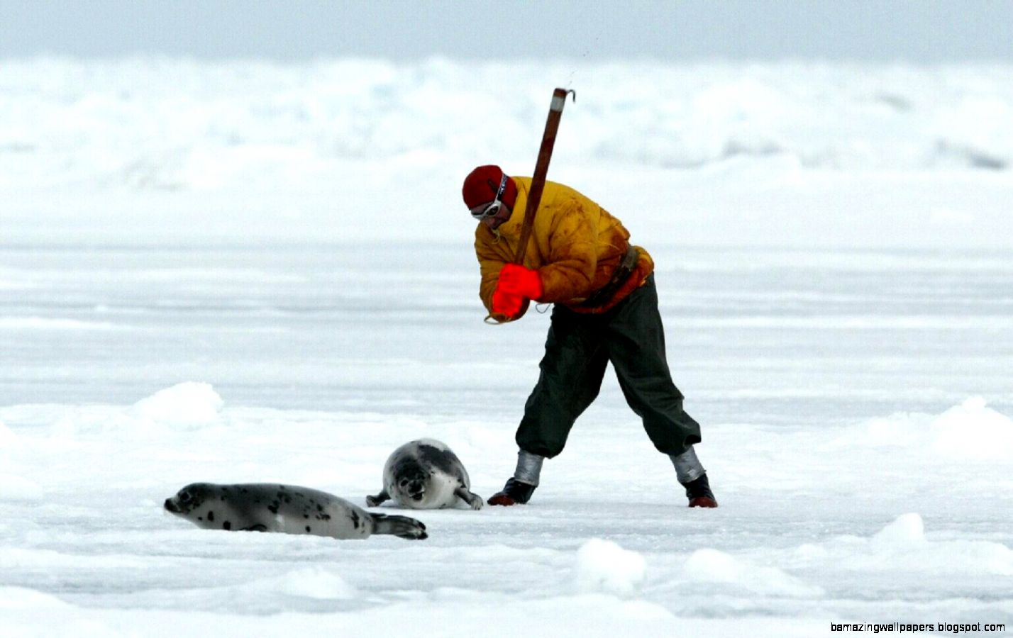 Protest Toolbox  Photo Resources for Opposing the Canadian Harp Protest Toolbox  Photo Resources for Opposing the Canadian Harp