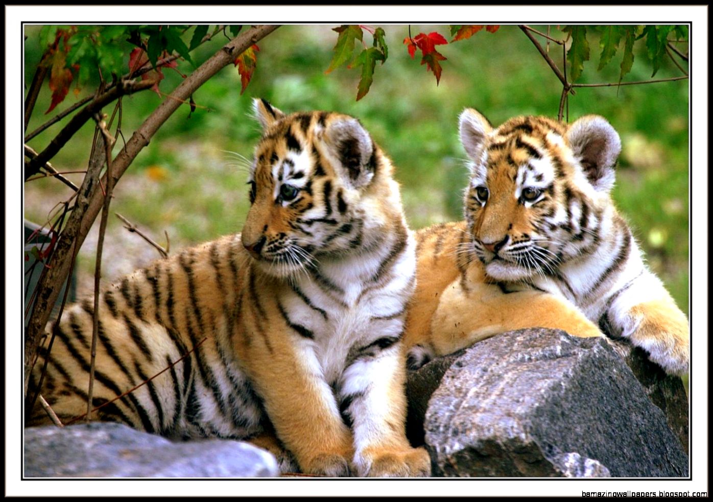 Wildlife Tour Package India India Wildlife Safari Tour Wildlife Tour Package India India Wildlife Safari Tour