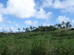 country road scenery