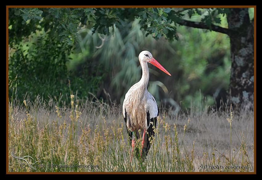 Ciconia ciconia - http://1000-pattes.blogspot.com/