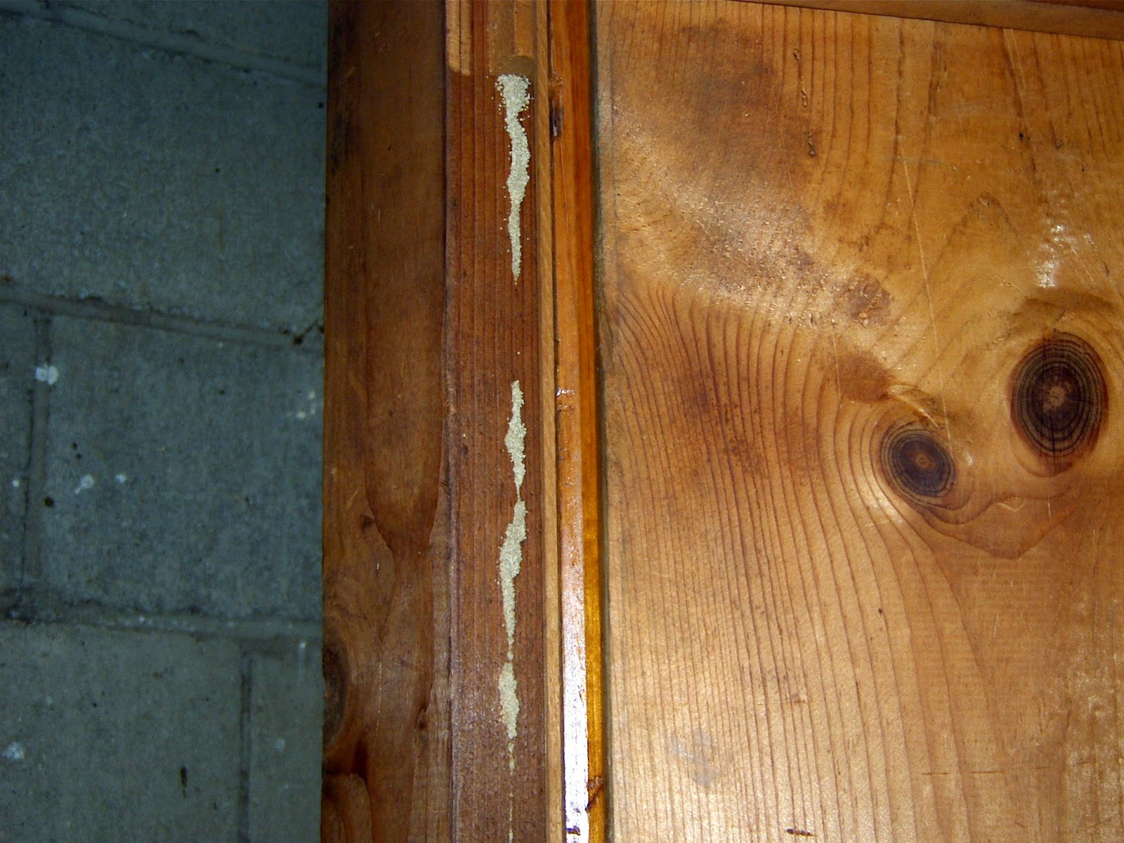 How do I identify Termites How do I know if I have Termites