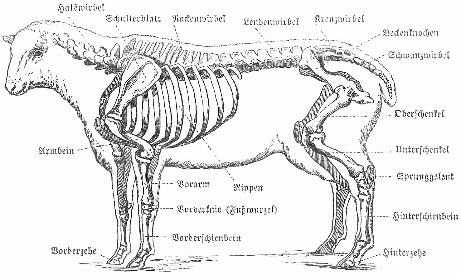 Sopapiglobo & Guaripolo