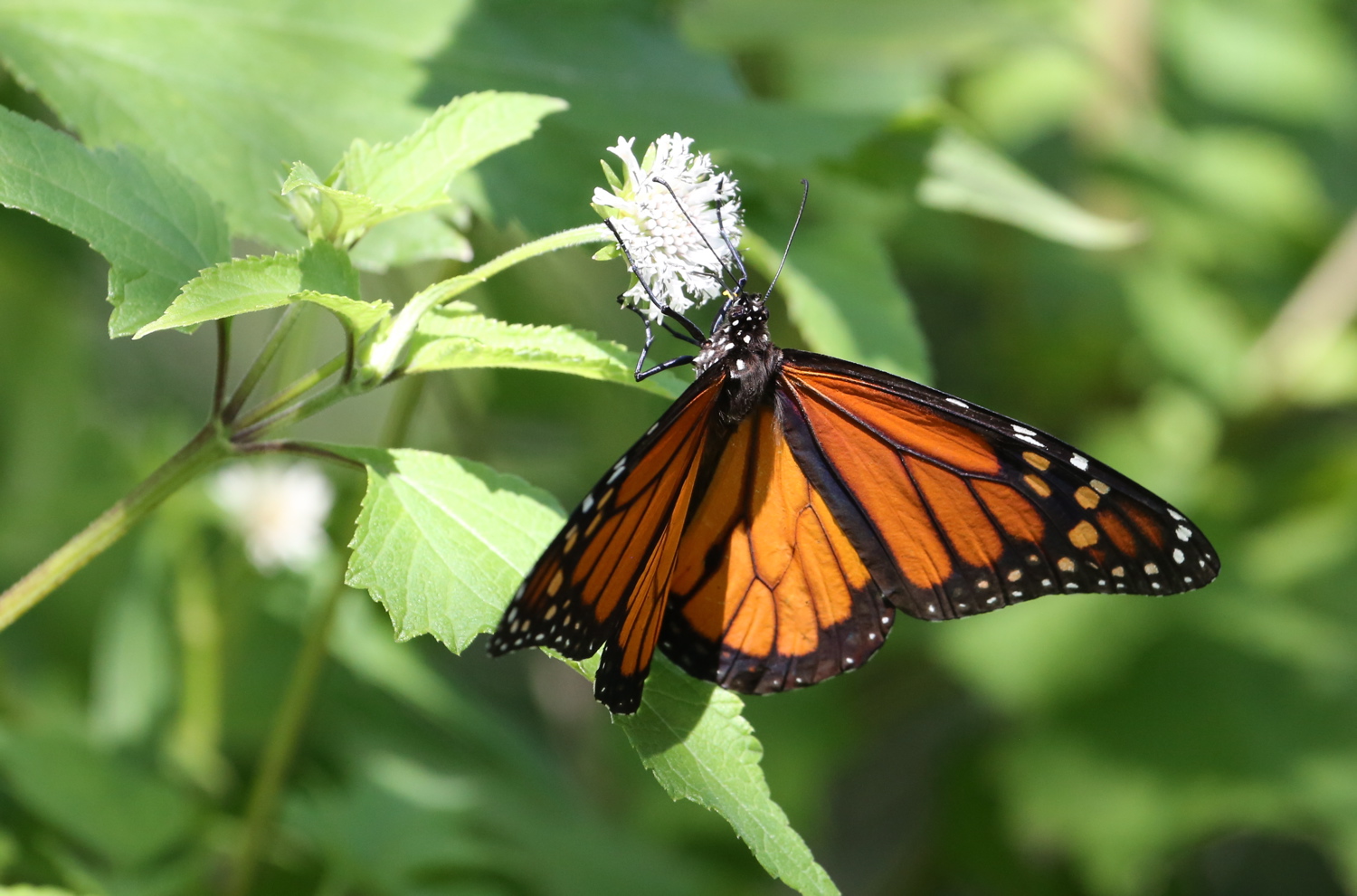 Shadows & Light A Quick Walk in Jacksonville