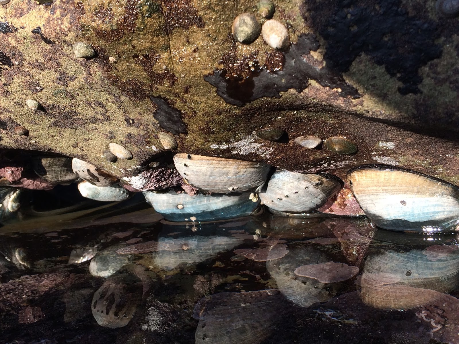Captain Curran's sailing blog Black abalone at the Channel Islands