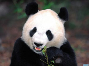 Google Panda