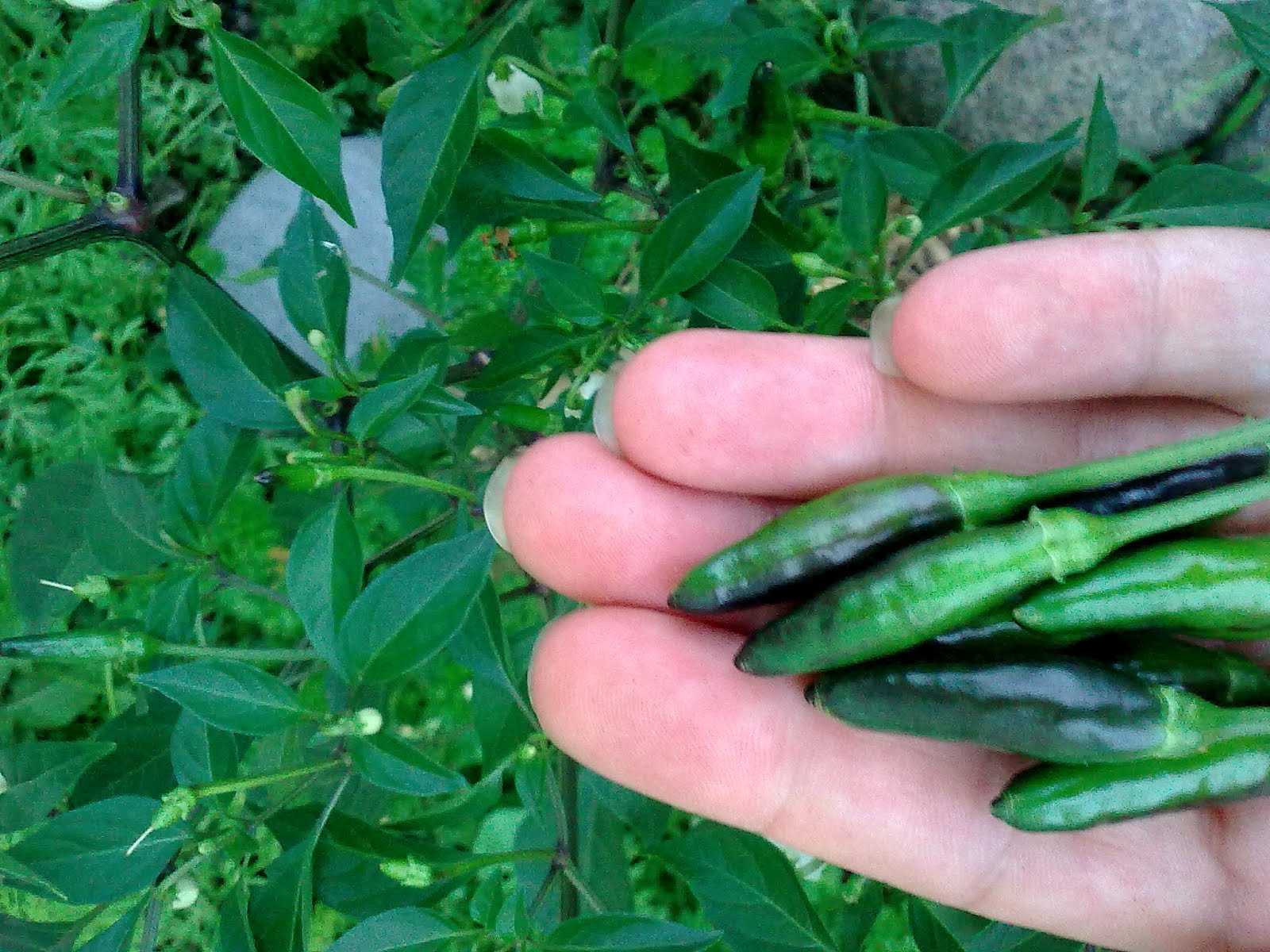 companion planting organic gardening green finger tips growing chilli