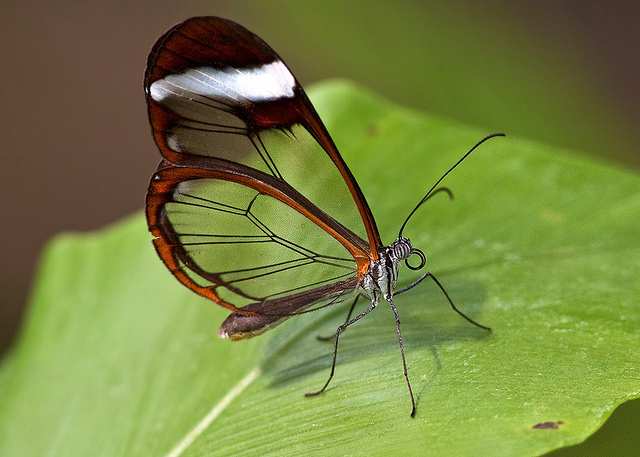 فراشة الأجنحة الزجاجية  Glasswinged+Butterfly+012