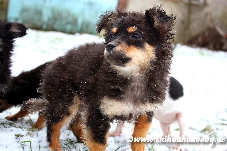Candychi's Chihuahuawelpen BerlinBrandenburg Dezember 2014
